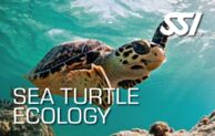 SSI Turtle Ecology