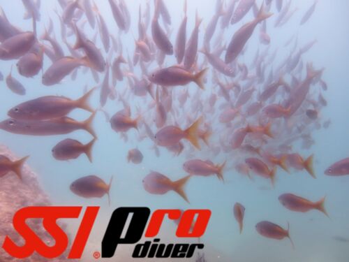 SSI Pro Open Water Scuba Instructor Acapulco - Mexico