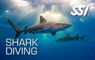 SSI Shark Diving