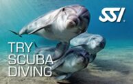 SSI Free Digital Training Materials for Scuba Beginners
