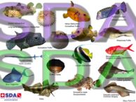 Mapa de Peces