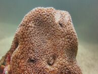 Tipo de Coral Acapulco Mexico