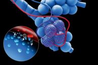 Alveola gases bloodstream
